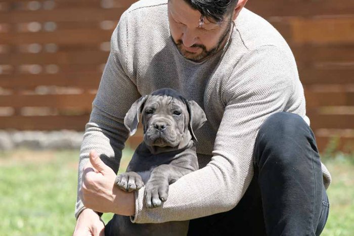 cane corso puppy for sale in Portland and buy Italian