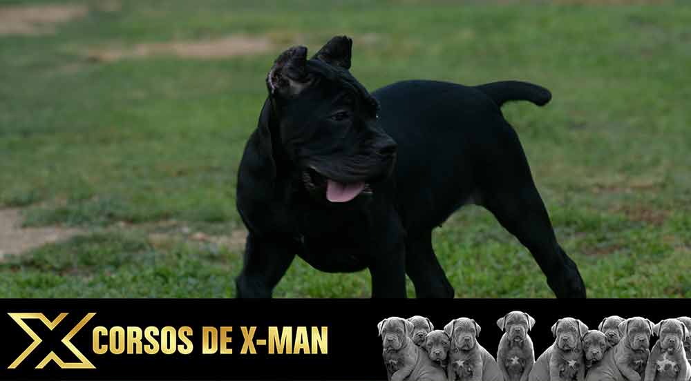 cane corso puppy for sale in Salt Lake City and buy Canecorso puppies Utah