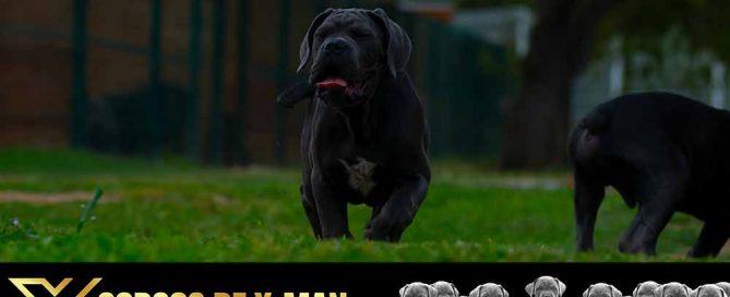cane corso puppy for sale in Salt Lake City and buy Canecorso puppies Utah