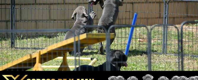 cane corso puppy for sale in Texas and buy Canecorso puppies for sale in TX