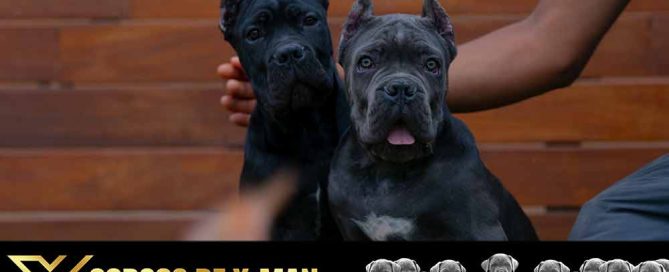 comprar cachorros de mastin Italiano en España