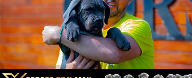 comprar perro Cane Corso Italiano en Las Rozas y Venta de cachorros de Cane Corso en Madrid