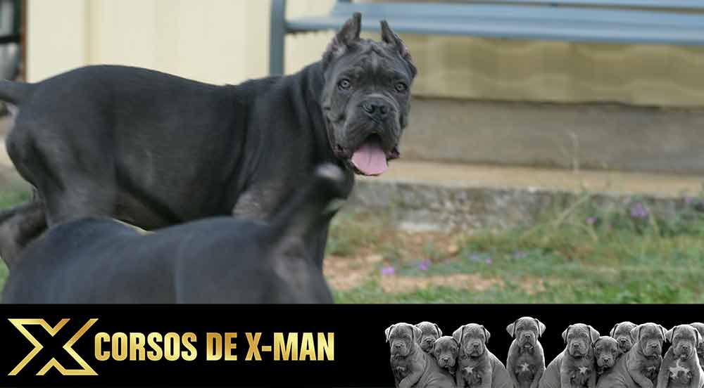 venta de cachorros de Cane Corso Italiano en España