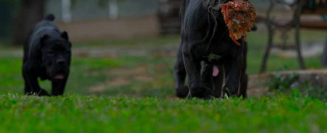 venta de cachorros de Cane Corso en Torrevieja y criadores de Cane Corso Italiano en Alicante