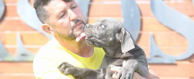 venta de cachorros de cane corso italiano en Torrelodones y criadores de perro Cane Corso en Madrid