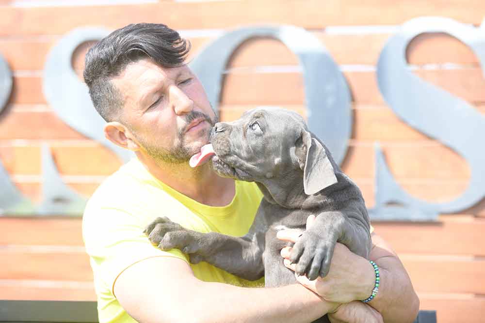 venta de cachorros de cane corso italiano en Torrelodones y criadores de perro Cane Corso en Madrid