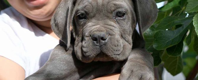 venta de cachorros de perro Cane Corso en Pozuelo de Alarcón y Criadores de Cane Corso en Madrid