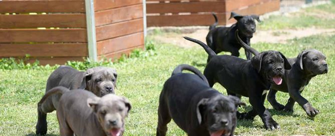 where buy Cane Corso puppies in Hot Springs and Italian mastiff puppy for sale in Arkansas