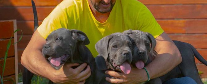 where buy Cane Corso puppy for sale in Billings and breeders of Cane Corso in Montana