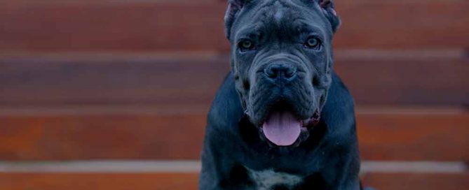 where buy Cane Corso puppy for sale in Santa Fe and breeders of Italian mastiff in New Mexico