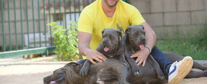 Cane Corso Macho o Cane Corso Hembra que comprar ?