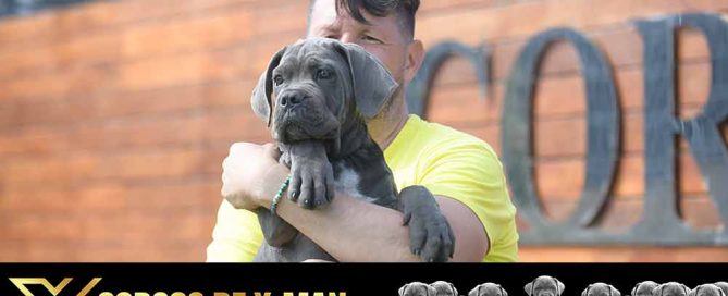 Cane corso puppy for sale in Oxford and buy Italian Mastiff puppies in Mississippi