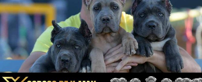 Comprar Cachorros en venta de Cane Corso en Madrid Pozuelo de Alarcón