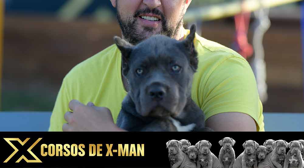 Comprar Cachorros en venta de Cane Corso en Madrid Pozuelo de Alarcón