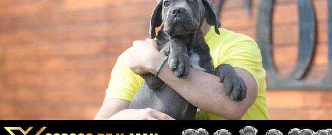 Criadores de Cane Corso y el mejor criadero del mundo