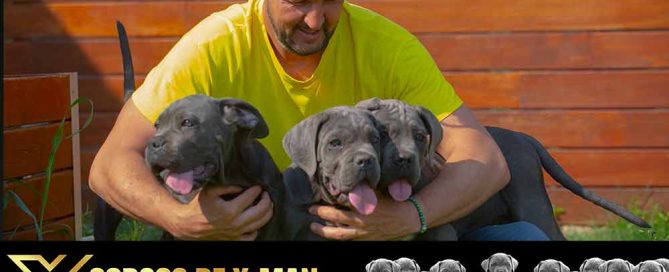 Venta de cachorros de Cane Corso Italiano en Torrevieja y Criadores de cachorro de Cane Corso en Alicante