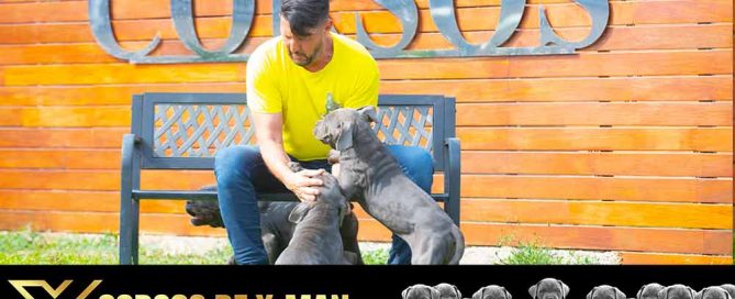 cane corso puppy for sale in Bozeman and breeders of Italian mastiff puppies in Montana