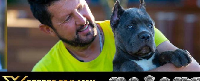 cane corso puppy for sale in Macon and breeders of Italian mastiff in Georgia