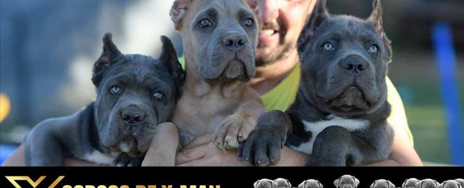 como Elegir un cachorro de Cane Corso