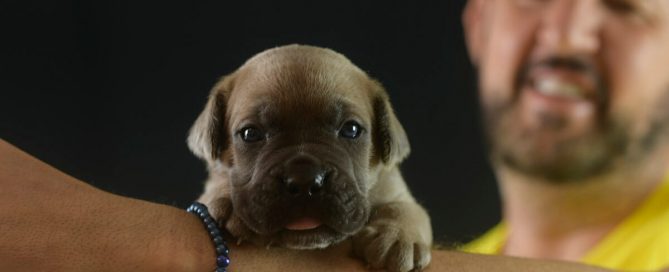 buy-cane-corso-Oklahoma-City