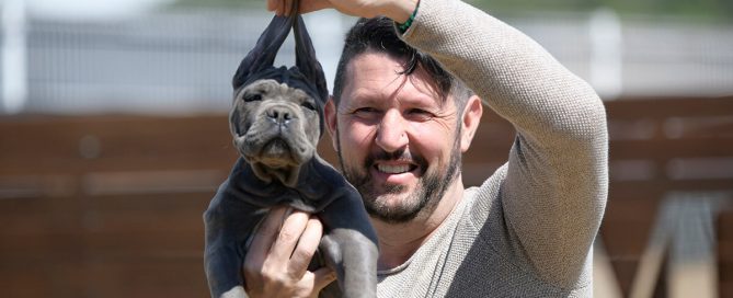 comprar-cane-corso-en-Tampico
