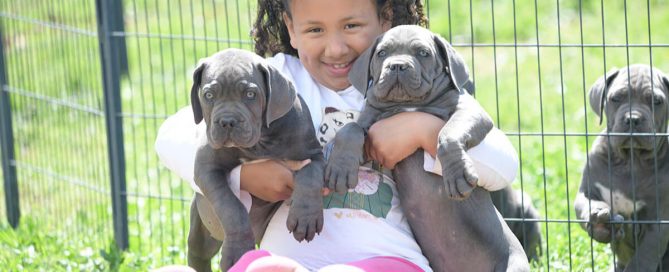 comprar-cane-corso-en-porto-alegre