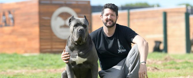 cane-corso-in-centennial-colorado