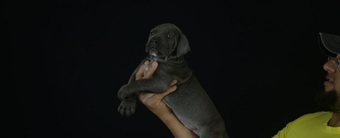 BUY-CANE-CORSO-IN-DUDLEY