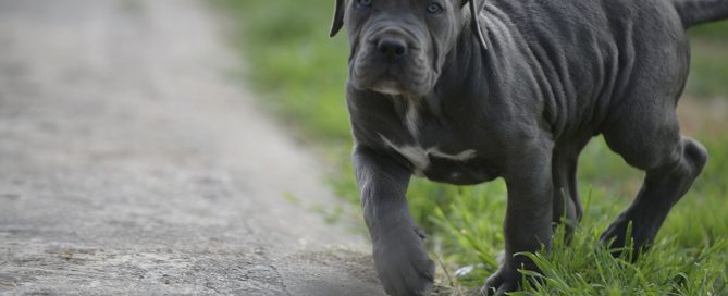 BUY-CANE-CORSO-IN-LUTON