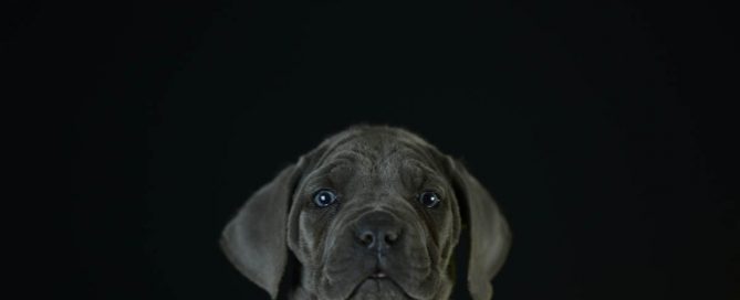 BUY-CANE-CORSO-IN-NORTHAMPTON