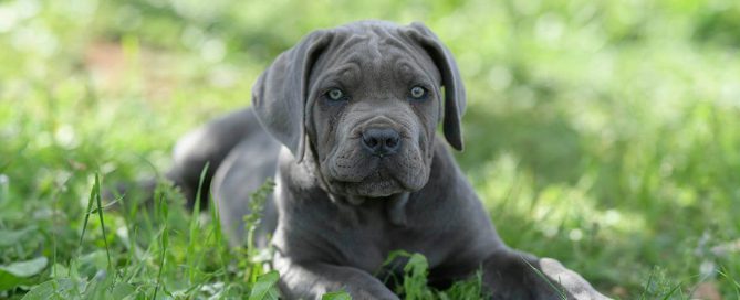 BUY-CANE-CORSO-IN-PLYMOUTH