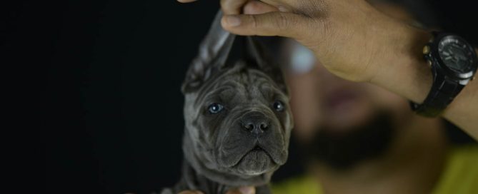 BUY-CANE-CORSO-IN-PORTSMOUTH