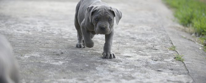 BUY-CANE-CORSO-IN-PRESTON