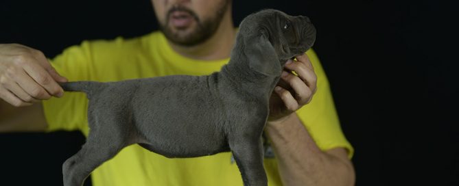 BUY-CANE-CORSO-IN-READING