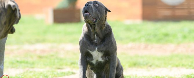 BUY-CANE-CORSO-IN-STOKE-ON-TRENT