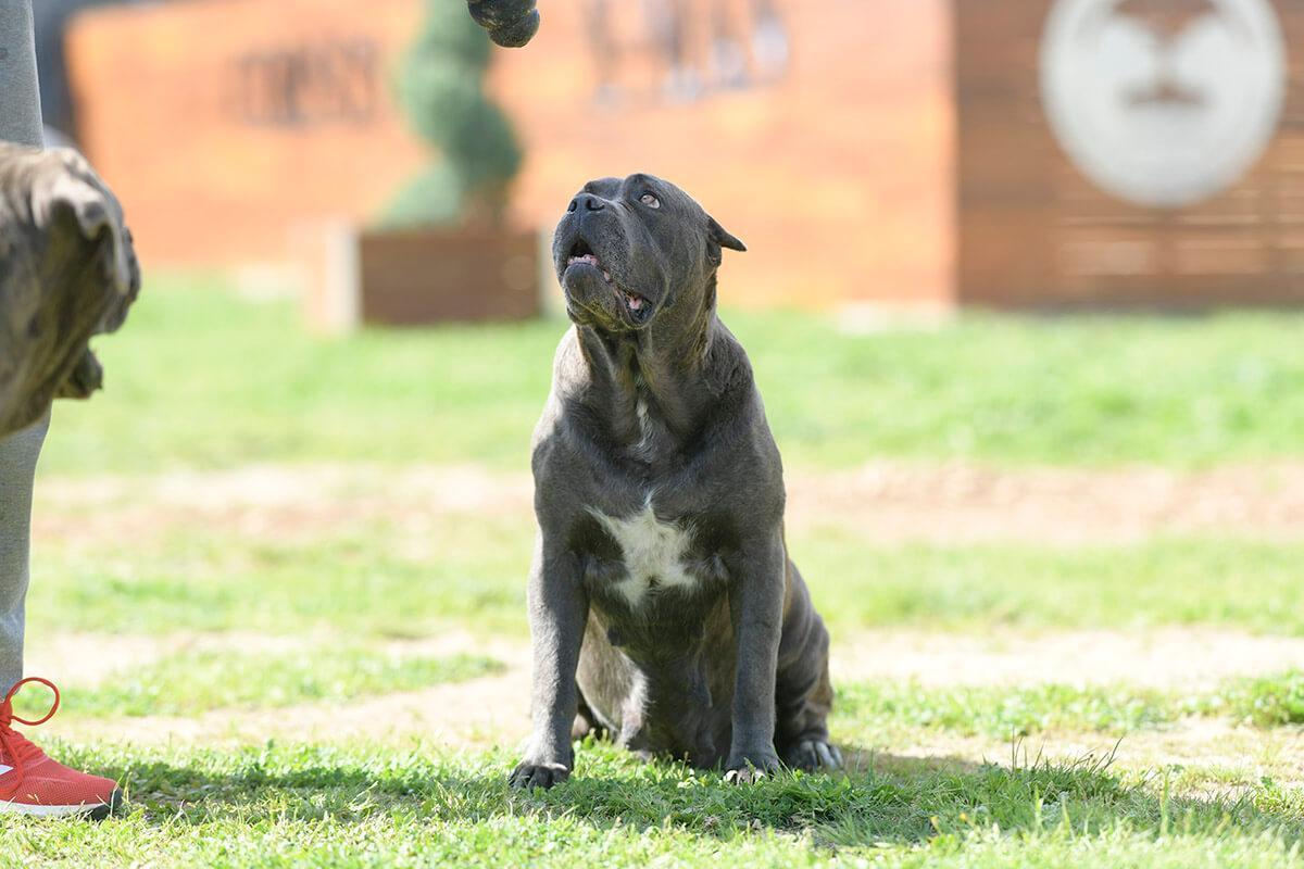 BUY-CANE-CORSO-IN-STOKE-ON-TRENT