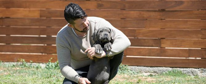 BUY-CANE-CORSO-IN-WOLVERHAMPTON- MIDLANDS