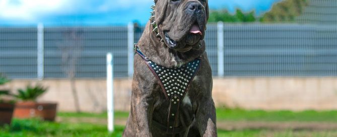 The best guardian dogs to protect home