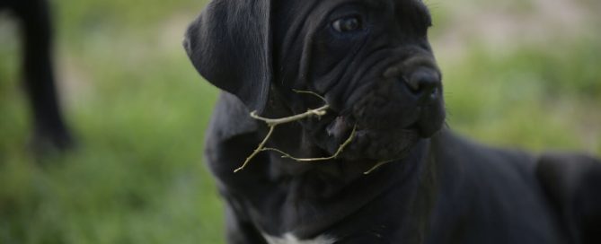 BUY-CANE-CORSO-IN-ALBERT-CANADA
