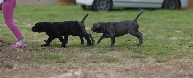 BUY-CANE-CORSO-IN-DUNDEE