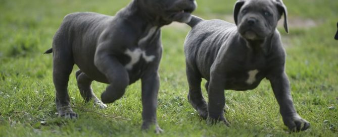 BUY CANE CORSO IN HUDDERSFIELD