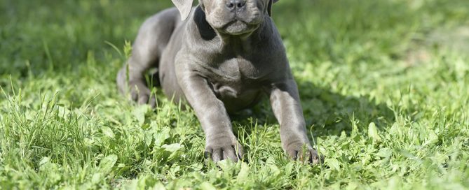 BUY-CANE-CORSO-IN-MYLTON-KEYNES