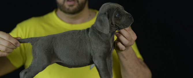 BUY CANE CORSO IN NORWICH