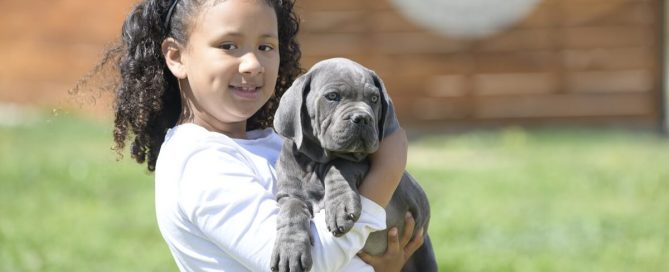 BUY-CANE-CORSO-IN-SUNDERLAND