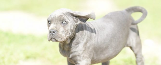 BUY-CANE-CORSO-IN-SWANSEA-WALES
