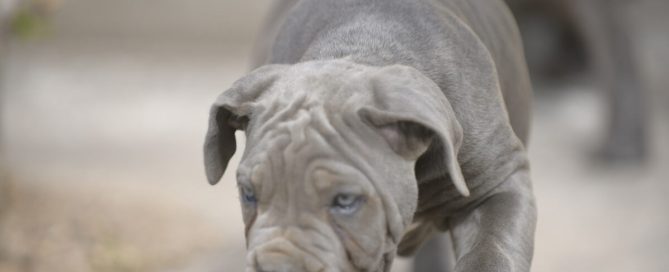 BUY-CANE-CORSO-IN-SWINDON-ENGLAND