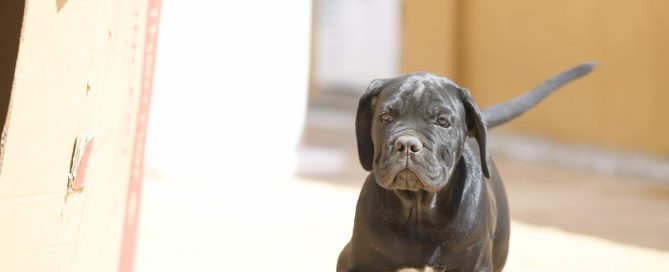COMPRAR-CANE-CORSO-EN-MATADEPERA
