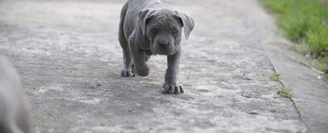 BUY-CANE-CORSO-POOLE