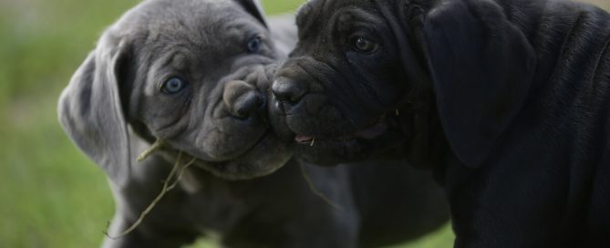 BUY-CANE-CORSO-SOUTHEND-ON-SEA