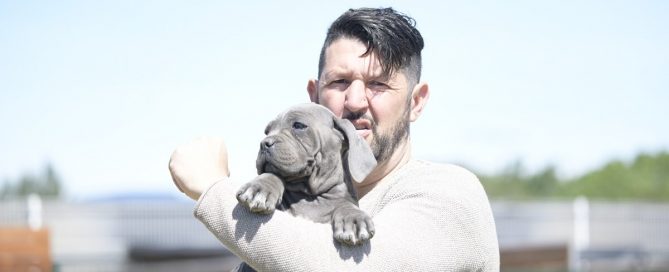 BUY-CANE-CORSO-IN-BOURNEMOUTH